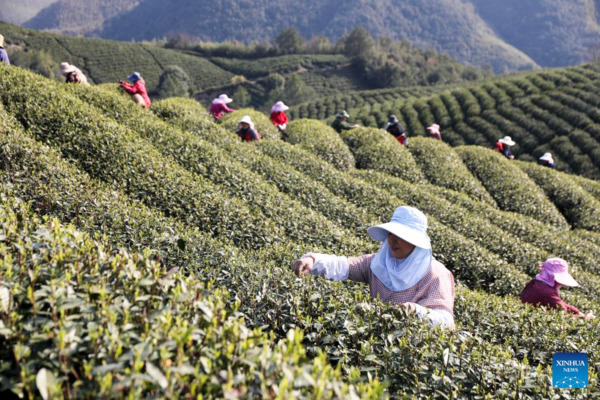 Harvest Season of Spring Tea Arrives in Zhejiang