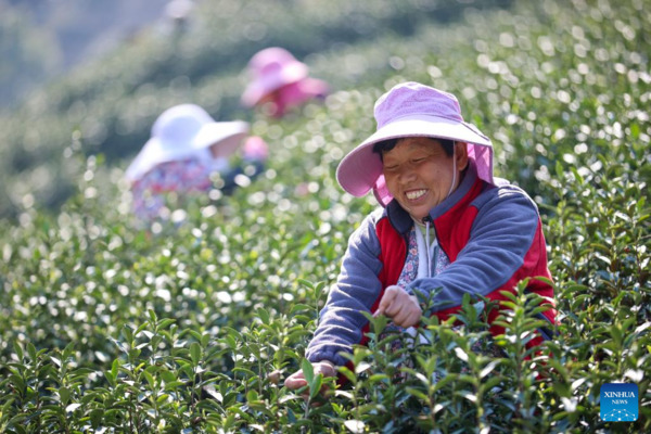 Harvest Season of Spring Tea Arrives in Zhejiang