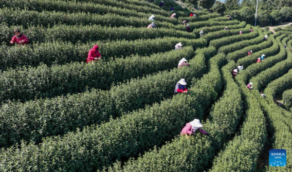 Harvest Season of Spring Tea Arrives in Zhejiang