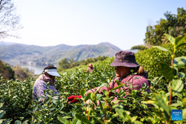 Harvest Season of Spring Tea Arrives in Zhejiang