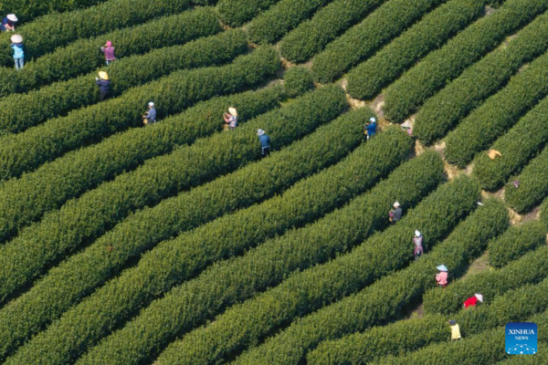 Harvest Season of Spring Tea Arrives in Zhejiang