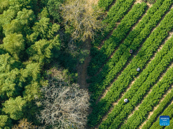 Harvest Season of Spring Tea Arrives in Zhejiang