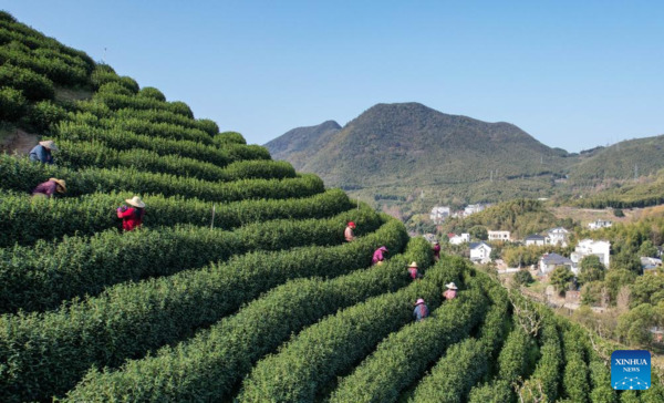 Harvest Season of Spring Tea Arrives in Zhejiang