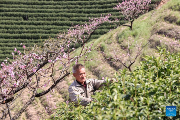 Harvest Season of Spring Tea Arrives in Zhejiang